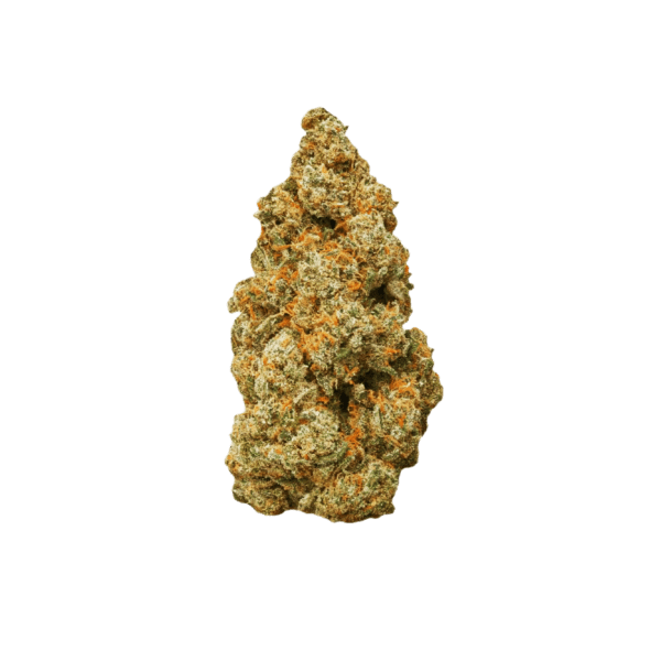 NORTHERN LIGHT